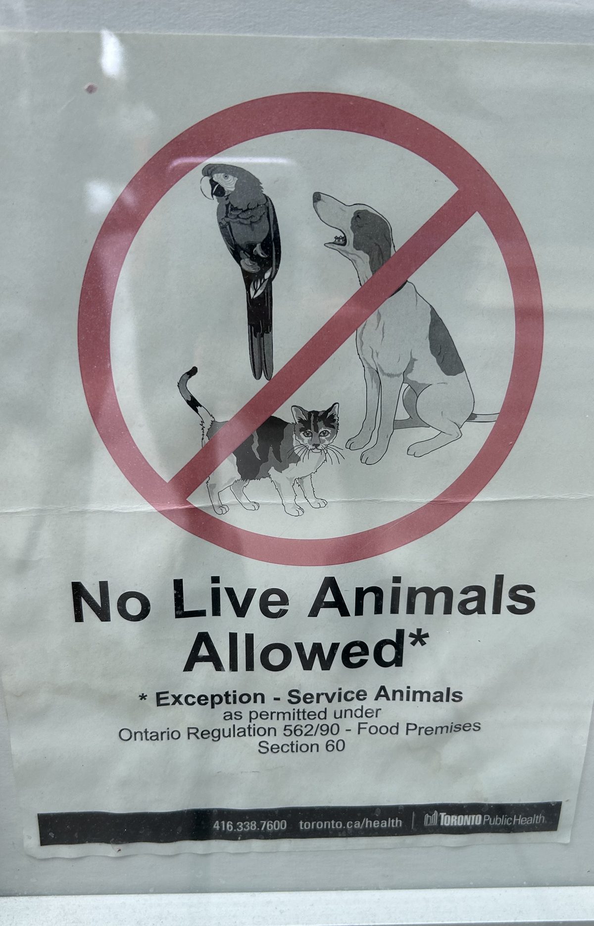 A laminated Toronto Public Health notice in a shop window. A parrot, a cat and a dog inside a red circle with a diagonal line through it. Below, in large bold type: No Live Animals Allowed, with an asterisk. Below that, in smaller type: asterisk, Exception - Service Animals, as permitted under Ontario Regulation 562/90 - Food Premises, Section 60. A black bar along the bottom reads 416.338.7600, toronto.ca/health, Toronto Public Health.